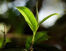 Carica l'immagine nel visualizzatore di Gallery, 2022  ChenShengHao "Bing Dao Miao Xiang" (Bingdao Fine Flavor) 200g Puerh Raw Tea Sheng Cha - King Tea Mall - photo 8