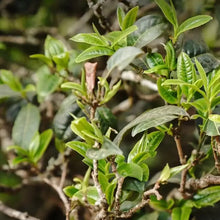 Load image into Gallery viewer, 2022 Xiaguan Da Xue Shan (Big Snow Mountain) 357g Puerh Raw Tea Sheng Cha - photo 3