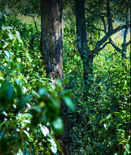 Load image into Gallery viewer, 2022 Xiaguan Feng Huang Wo (Phoenix Nest) 357g Puerh Raw Tea Sheng Cha - photo 6
