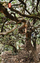 Load image into Gallery viewer, 2022 Xiaguan Nan Po - Gu Shu - Bing Dao (Nanpo - Old Tree - Bingdao) Cake 357g P - photo 5