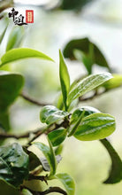 Load image into Gallery viewer, 2022 Xiaguan Nan Po - Gu Shu - Bing Dao (Nanpo - Old Tree - Bingdao) Cake 357g P - photo 7
