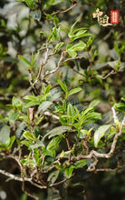 Load image into Gallery viewer, 2022 Xiaguan Nan Po - Gu Shu - Bing Dao (Nanpo - Old Tree - Bingdao) Cake 357g P - photo 9