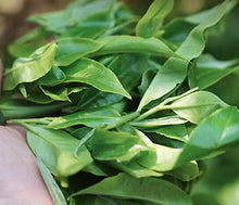 Load image into Gallery viewer, 2022 XiaGuan Te Tuo (Special Tuo) 100g*5=500g Puerh Raw Tea Sheng Cha - photo 4