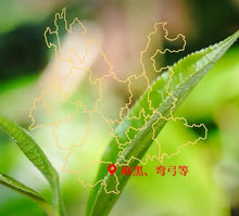 Load image into Gallery viewer, 2022 XiaGuan Zheng Shan Yi Wu - Zao Chun Gu Shu (Mountain Yiwu - Early Spring Ol - photo 8