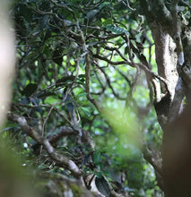 Cargar imagen en el visor de la galería, 2023 Xiaguan Da Xiang Ban Zhang - Gu Shu (Elephant - Banzhang - Old Tree) 357g P - photo 8